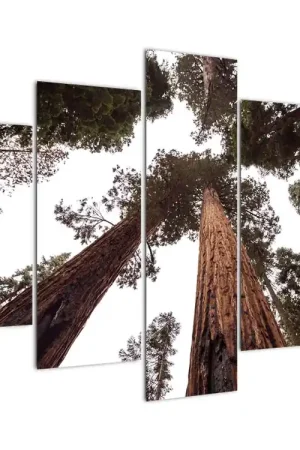 Schilderij - Blik in de boomkronen Rabat