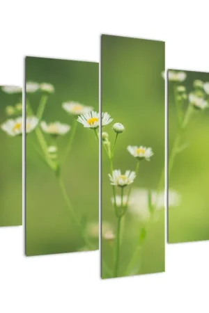 Wysoka jakość Schilderij - Madeliefje