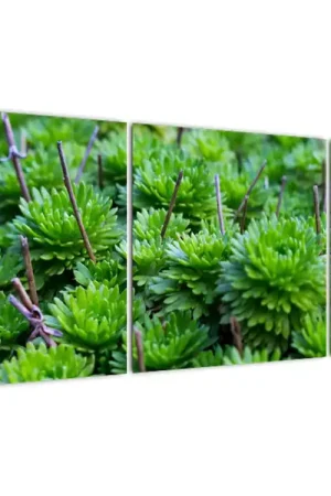 Premium Schilderij - Vetplanten