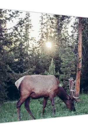 Autentyczny Schilderij - Eland op een tra