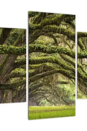 Premium Schilderij - Oaks Avenue, Charleston, South Carolina, VS