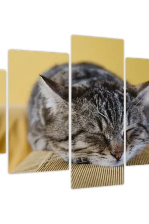 Schilderij - Poes op sofa (met klok) Tani