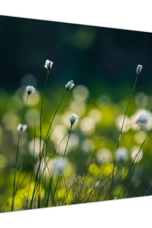 Schilderij - Gras Tylko dziś