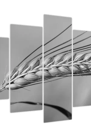 Schilderij - Tarwe, zwart-wit Bezpieczna płatność