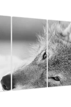 Tani Schilderij - Wolf, zwart-wit