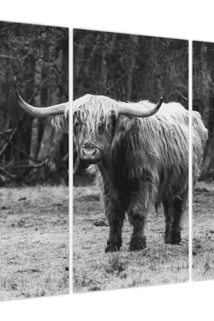 Rabat Schilderij - Schotse hooglander - koe 3, zwart-wit