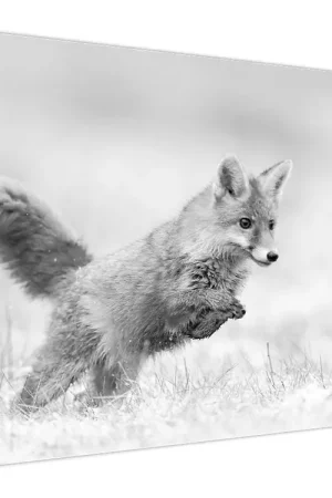 Oryginalny Schilderij - Springende vos, zwart-wit