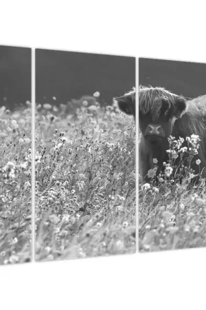 Schilderij - Schotse hooglander - koe 5, zwart-wit Promocja