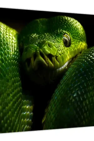 Schilderij - Groene slang Zwrot pieniędzy