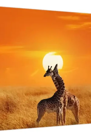 Darmowa dostawa Schilderij - Giraffen in het Serengeti Nationaal Park