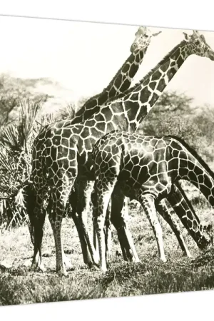 Schilderij - Giraffen, vintage Najlepsza cena