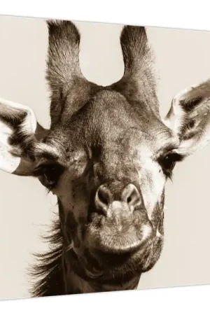 Schilderij - Portret van een giraffe, vintage Najlepsza cena