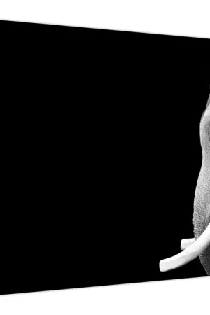 Zwrot pieniędzy Schilderij - Olifant