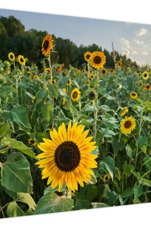 Schilderij - Zonnebloemveld II. Nowość