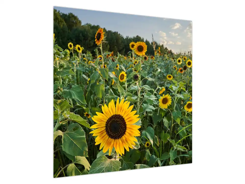 Schilderij - Zonnebloemveld II. Nowość