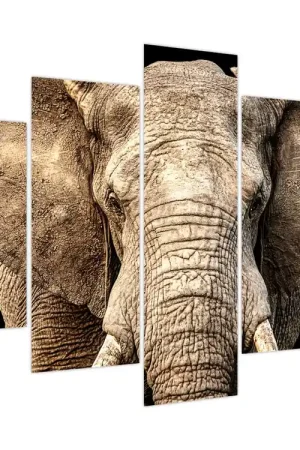 Schilderij - Afrikaanse olifant Popularny