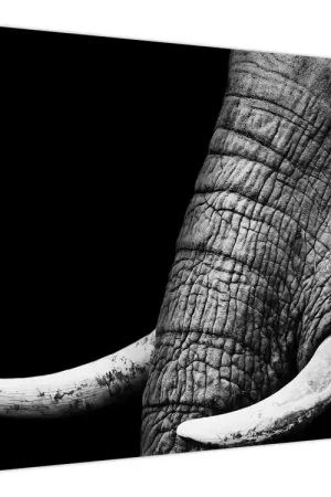 Schilderij - Slagtanden van olifanten Oferta limitowana