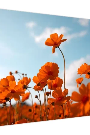 Tylko dziś Schilderij - Weilandbloemen