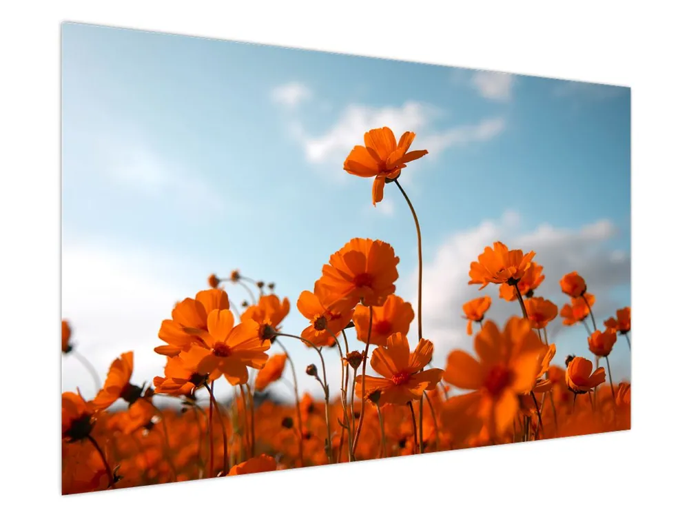 Tylko dziś Schilderij - Weilandbloemen