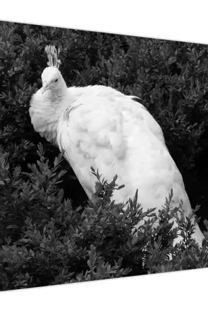 Promocja Schilderij - Pauw, zwart-wit