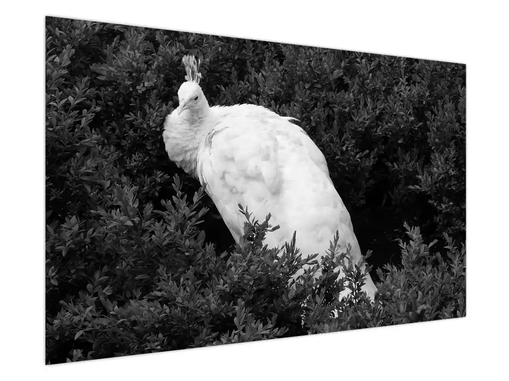 Promocja Schilderij - Pauw, zwart-wit