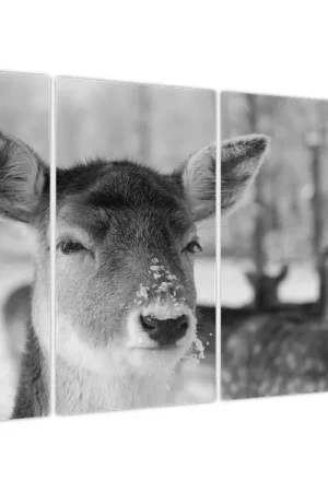 Nowość Schilderij - Reetjes, zwart-wit