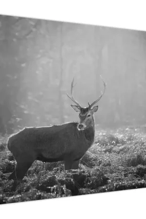 Schilderij - Hert in het bos, zwart-wit Zwrot pieniędzy