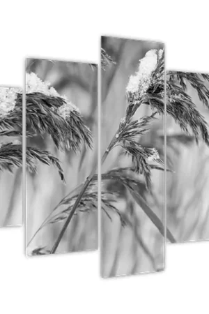Schilderij - Grasplant, zwart-wit Wysoka jakość