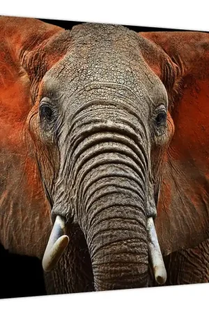 Zwrot pieniędzy Schilderij - Olifanten in Tsavo