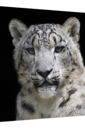 Schilderij - Snow Leopard Oferta limitowana