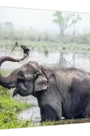 Popularny Schilderij - Olifant baden