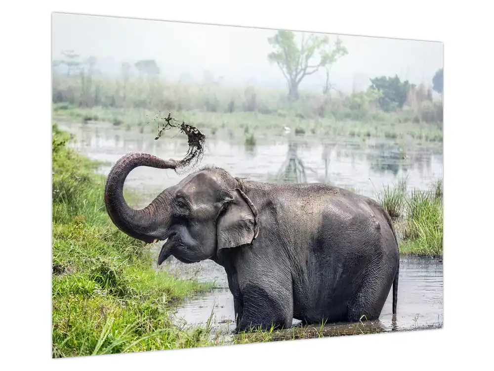 Popularny Schilderij - Olifant baden