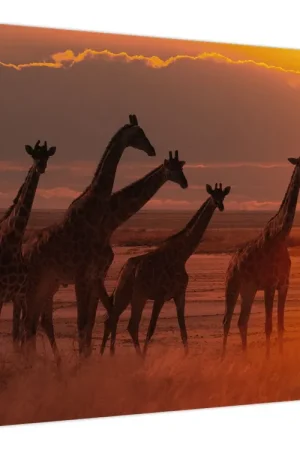 Tylko dziś Schilderij - Giraffen op de Afrikaanse savanne