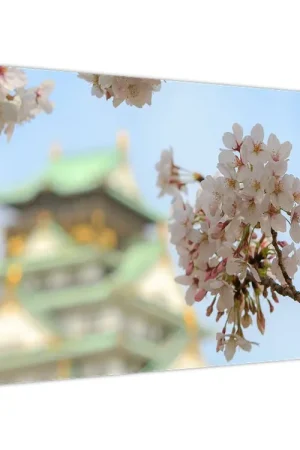 Schilderij - Sakura Zamów teraz