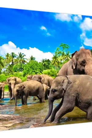 Schilderij - Olifanten, Sri Lanka Bezpieczna płatność