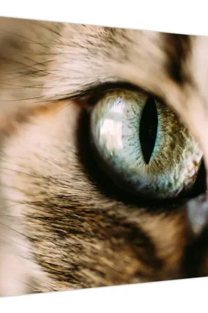 Schilderij - Kattenoog Zwrot pieniędzy