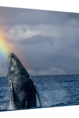 Schilderij - Bochel Autentyczny