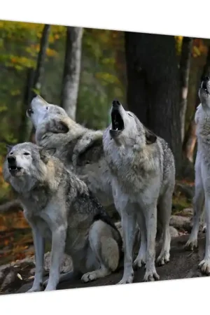 Schilderij - Wolven op de rots Zamów teraz