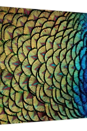 Szybka dostawa Schilderij - Pauwenveren