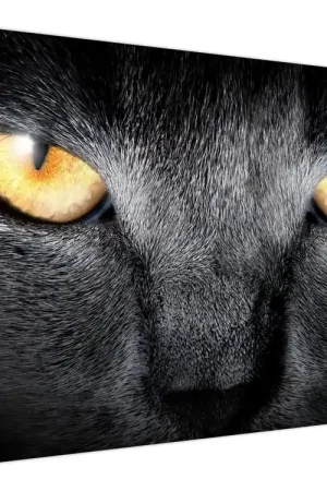 Kup teraz Schilderij - Close-up portret van een kat