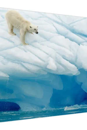 Bezpieczna płatność Schilderij - Ijsbeer