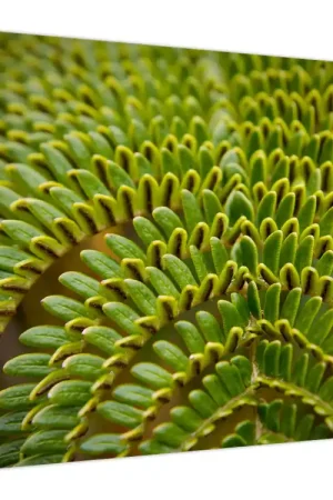 Ostatnia szansa Schilderij - Fern