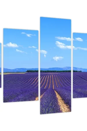 Schilderij - Lavendelveld Wyprzedaż