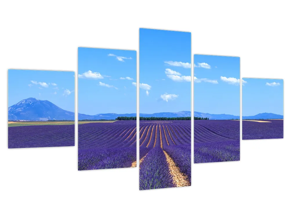 Schilderij - Lavendelveld Wyprzedaż