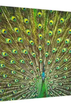 Schilderij - Pauw Oryginalny