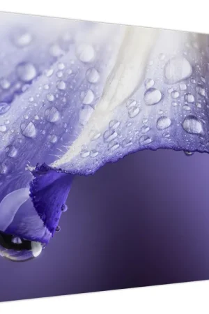 Schilderij - Bloemblaadje met druppels Wyprzedaż