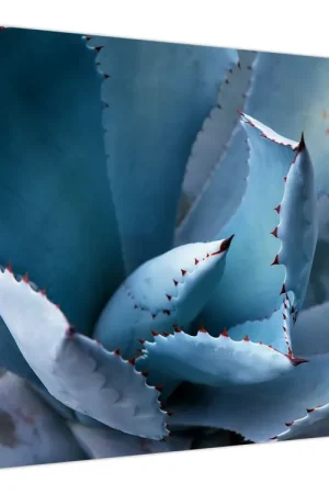 Nowość Schilderij - Agave