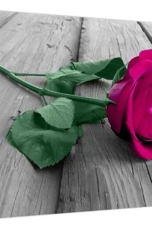 Schilderij - Roze roos met groene steel Premium