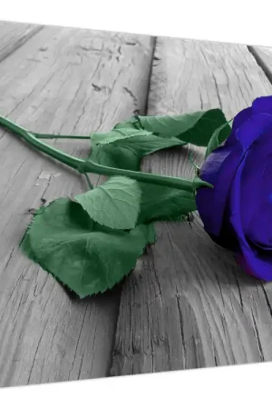 Premium Schilderij - Blauwe roos met groene steel