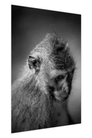 Wyprzedaż Schilderij - Aap